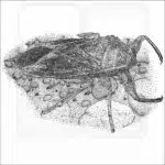 Giant Water Bug black and white illustration