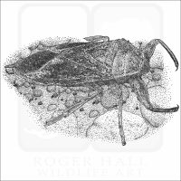 Giant Water Bug black and white illustration