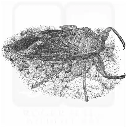 Giant Water Bug black and white illustration