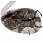 Giant Water Bug stock art illustration