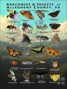 Arachnids & Insects of Allegheny County, PA poster