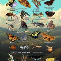 Arachnids & Insects of Allegheny County, PA poster