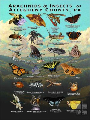 Arachnids & Insects of Allegheny County, PA poster