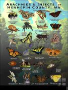 Arachnids & Insects of Hennepin County, MN poster