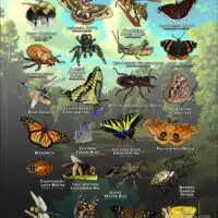 Arachnids & Insects of Hennepin County, MN poster