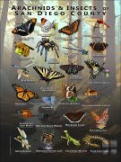 Arachnids & Insects of San Diego County poster