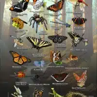 Arachnids & Insects of San Diego County poster