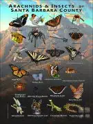 Arachnids & Insects of Santa Barbara County poster