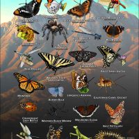 Arachnids & Insects of Santa Barbara County poster