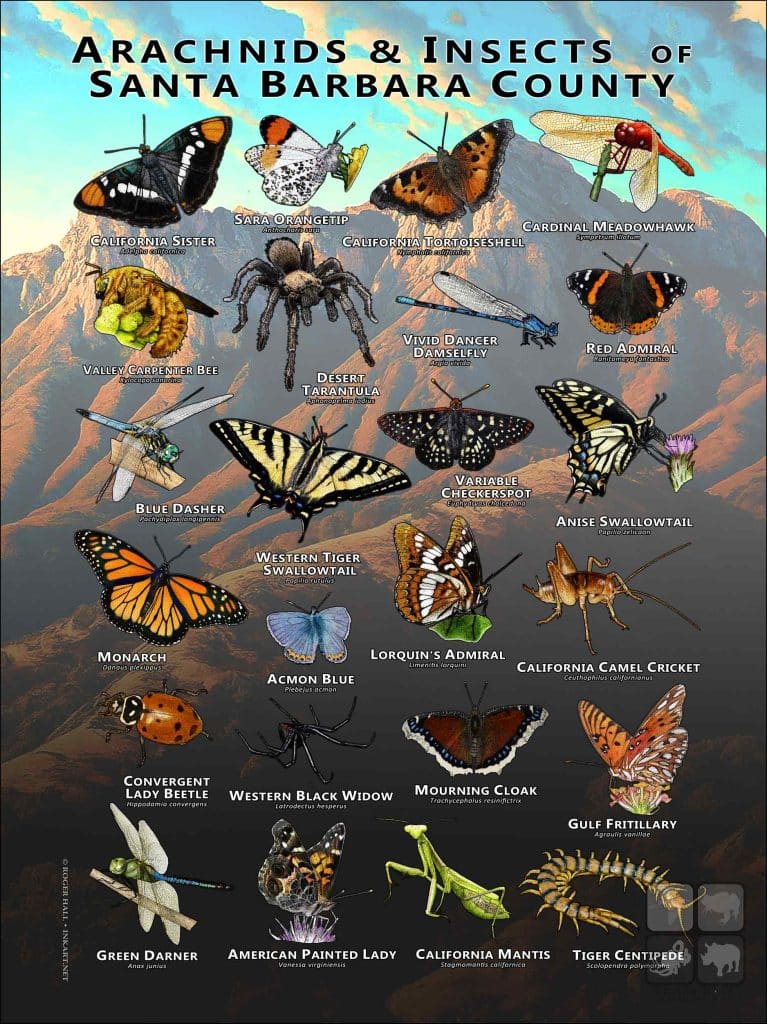 Arachnids & Insects of Santa Barbara County Poster Print