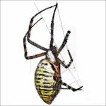 Banded Garden Spider drawing