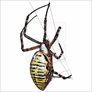 Banded Garden Spider drawing