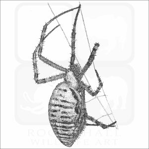 Banded Garden Spider black and white drawing