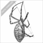 Banded Garden Spider black and white stock drawing