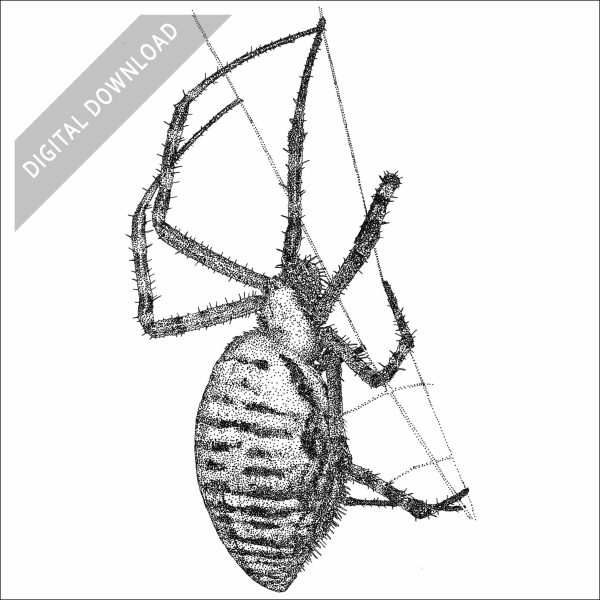 Banded Garden Spider black and white stock drawing