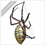 Banded Garden Spider stock art drawing