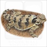 Blainville's Horned Lizard drawing