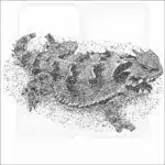 Blainville's Horned Lizard black and white drawing