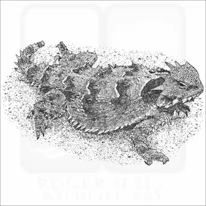 Blainville's Horned Lizard black and white drawing