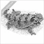 Blainville's Horned Lizard black and white stock drawing