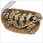 Blainville's Horned Lizard stock art drawing