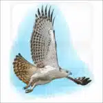 Changeable Hawk-Eagle drawing