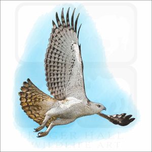 Changeable Hawk-Eagle drawing