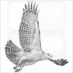 Changeable Hawk-Eagle black and white drawing