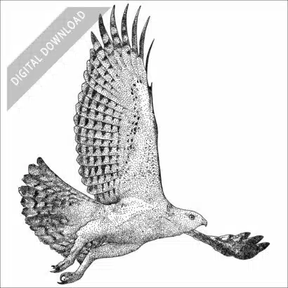 Changeable Hawk-Eagle black and white stock drawing