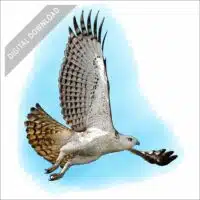 Changeable Hawk-Eagle stock drawing
