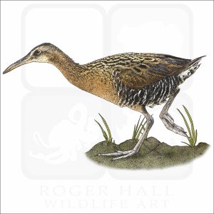 Clapper Rail illustration