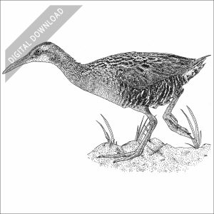Clapper Rail black and white stock image