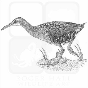 Clapper Rail black and white drawing