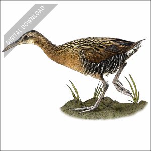 Clapper Rail stock art drawing