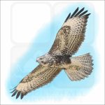 Common Buzzard drawing