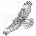Common Buzzard black and white drawing