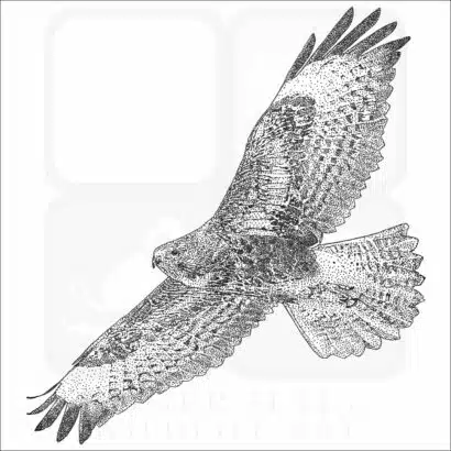 Common Buzzard black and white drawing