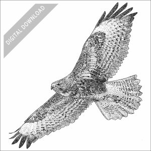 Common Buzzard black and white stock drawing