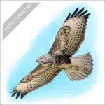 Common Buzzard stock art drawing