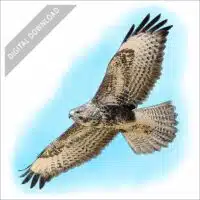 Common Buzzard stock art drawing