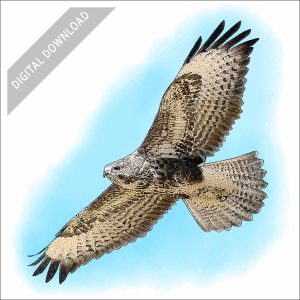 Common Buzzard stock art drawing