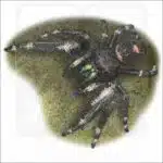 Daring Jumping Spider drawing