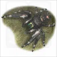 Daring Jumping Spider drawing