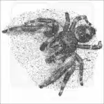Daring Jumping or Bold Spider black and white drawing