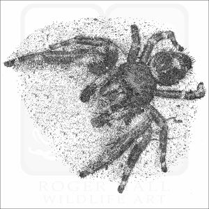 Daring Jumping or Bold Spider black and white drawing