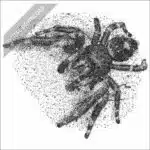 Daring Jumping Spider black and white stock drawing