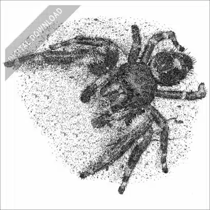 Daring Jumping Spider black and white stock drawing
