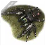 Daring Jumping Spider stock drawing