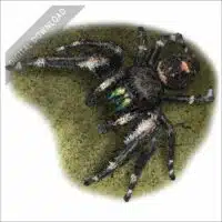 Daring Jumping Spider stock drawing
