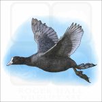 Eurasian Coot drawing